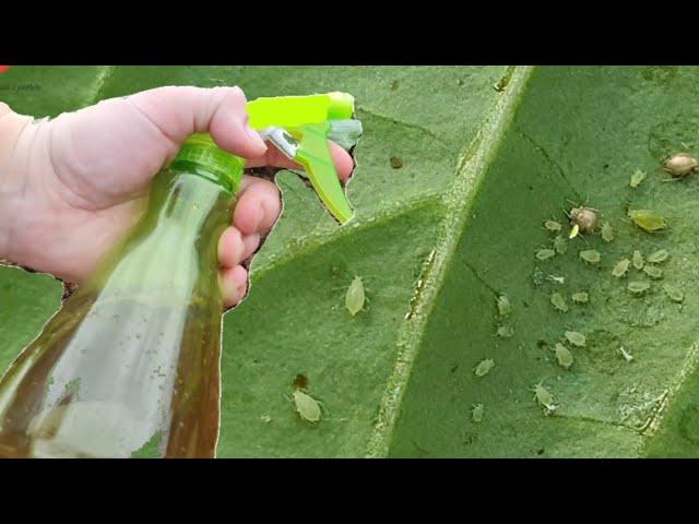 Aphids disappear in an instant with this natural remedy!