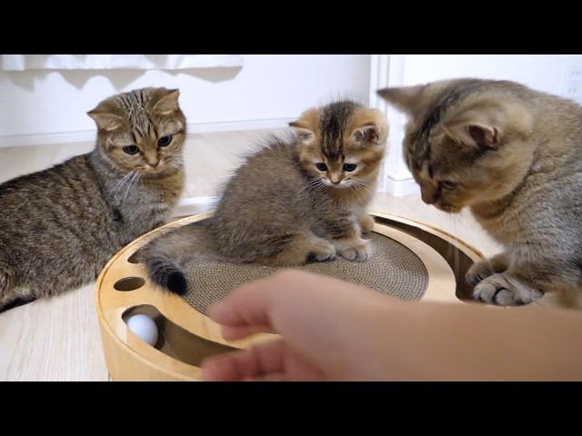 When kitten Maro was playing with a toy that rolled a ball around, cats gathered one after another!