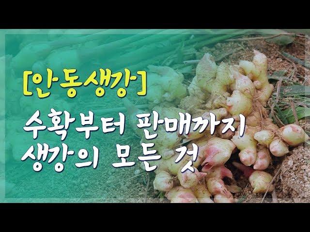 [특집 다큐] 안동생강의 힘 / 안동MBC PLUS