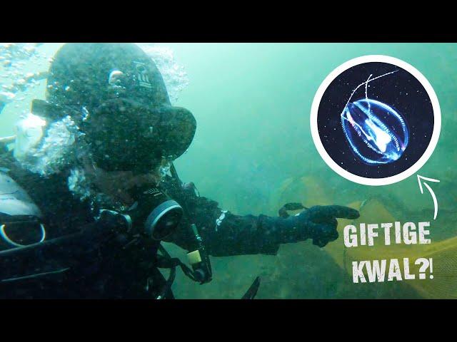 GIFTIGE KWAL IN NEDERLAND? Zeedruif geeft magisch licht! | Hilmar op Seafari