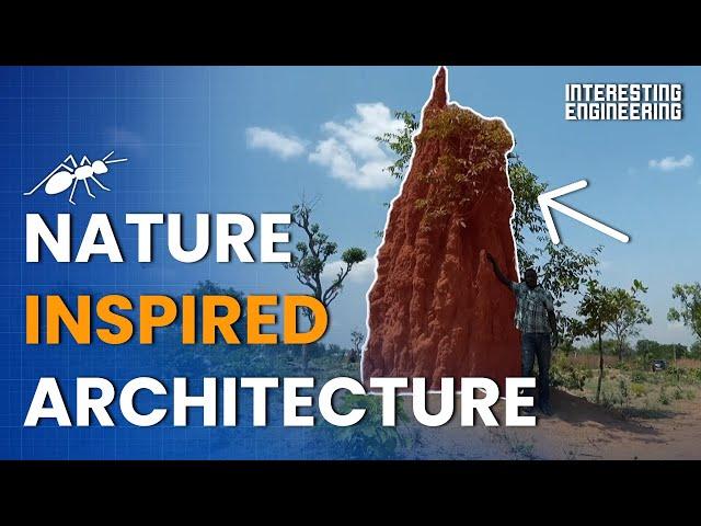 How Does Nature Inspire Architecture?