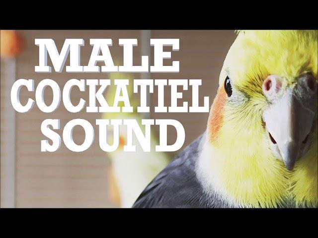 Male Cockatiel Sounds and Noises for your Cockatiel,  Companion for Lonely Birds