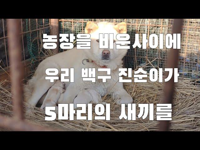 농장을 비운사이에 우리백구 진순이가 5마리의 새끼를 낳았네요