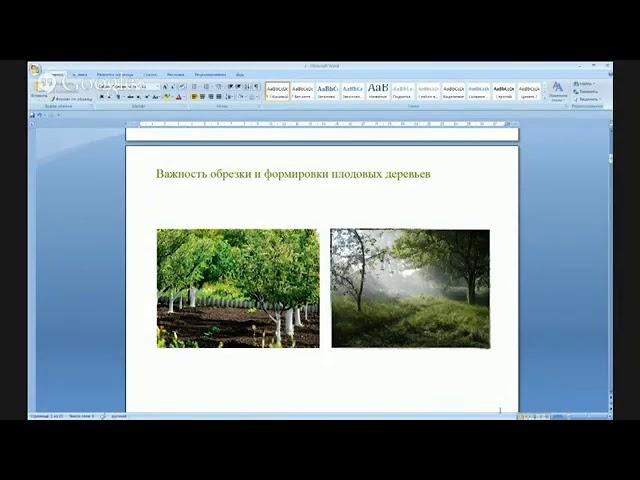 Обрезка деревьев от А до Я: когда, техники, молодые, плодоносящие и старые деревья. Николай Рабушко