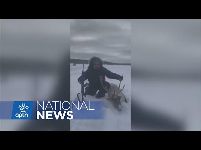 Innu hunter from Natashquan receives death threats over video of caribou kill | APTN News