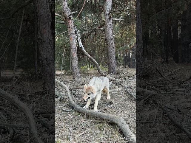 Случайная встреча с волком #выживалово