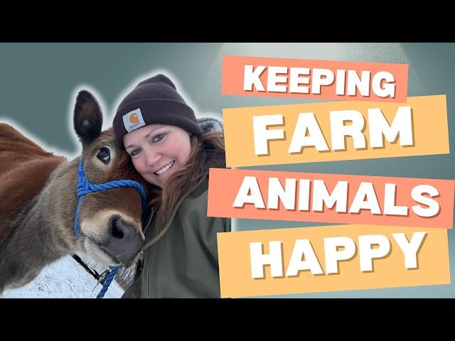 Keeping Farm Animals Happy: Homestead Morning Chores