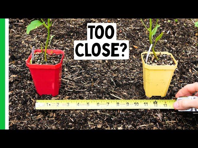 Are Your Pepper Plants Too Close?