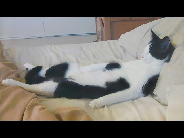 If It fits I sleep  Funny Cats Sleeping In Weirdest Positions Ever 2022