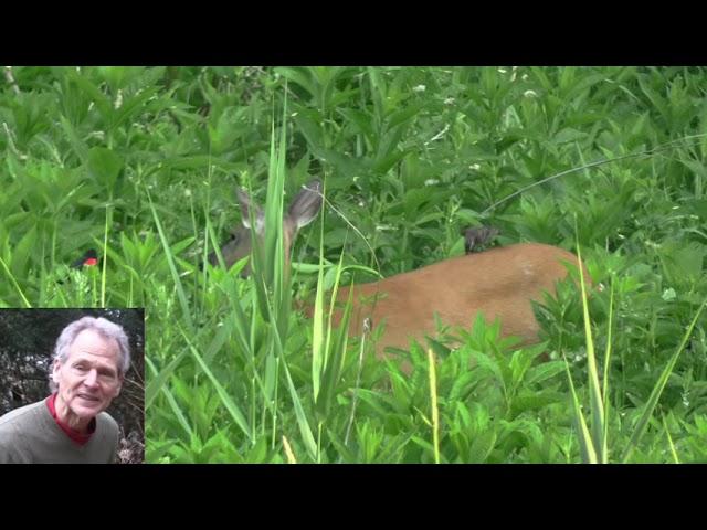 Red winged Black birds eating ticks and mites off the back of a deer, "Symbiotic Relationship"