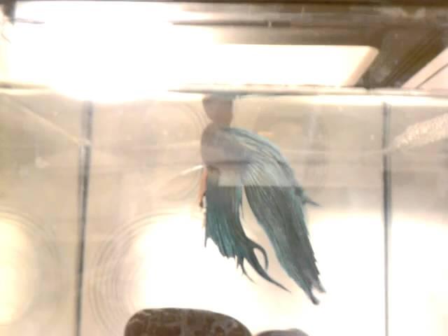 Loyce Lane' making a booty call bubble nest!