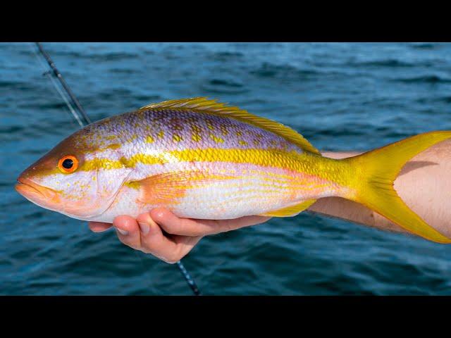 Yellowtail Snapper- Catch Clean Cook (Amazing Recipe)