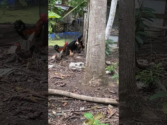 Free Range chickens ️ #nativechickenfarming #chicken#nativechicken#viral #freerangechickenfarming