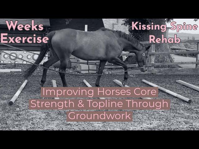 Horses Core Strength & Topline Groundwork Exercises. Kissing Spine Rehab