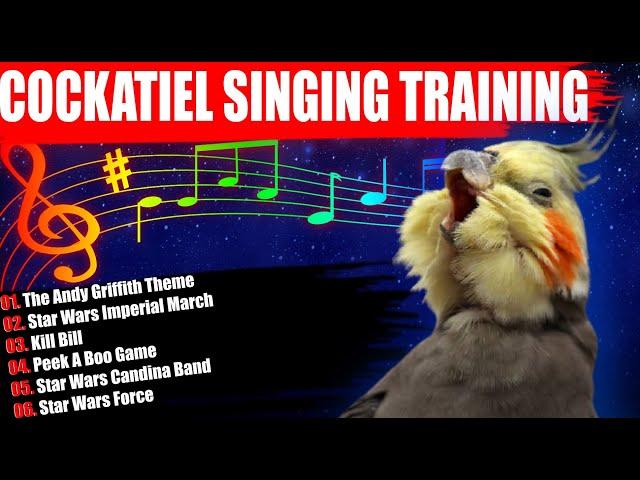 Cockatiel Singing Training-Cockatiel Sounds Parrot Training