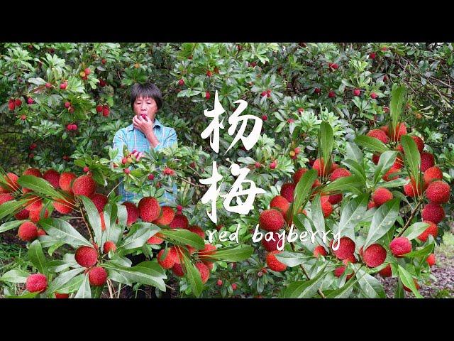 The fragrant red bayberry is full of branches. It's really enjoyable to eat while picking. Grandma