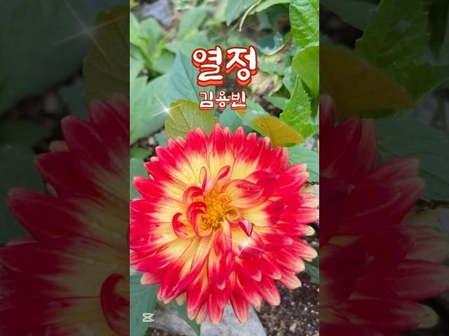 올해는 장마가 빨리 시작한데요.~ 김용빈-열정 #쇼츠 #shorts #김용빈 #열정 #미스터트롯3 #사랑의콜센타 #봄꽃 #건강한중년 #갱년기 #갱년기극복