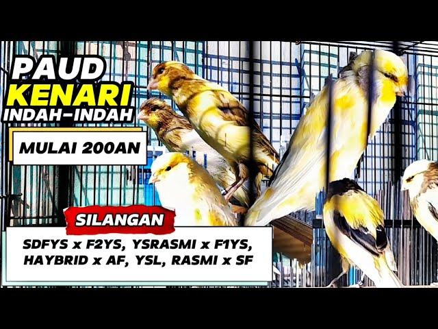 REVIEW paud kenari‼️Dari yg MURAH sampai yg MAHAL...