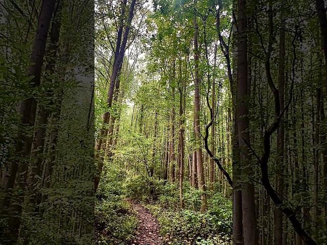 Shift your energy and balance your ️chakra with a walk in the woods #tarot #highvibration