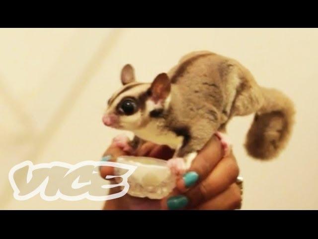 Cute Sugar Gliders! | The Cute Show