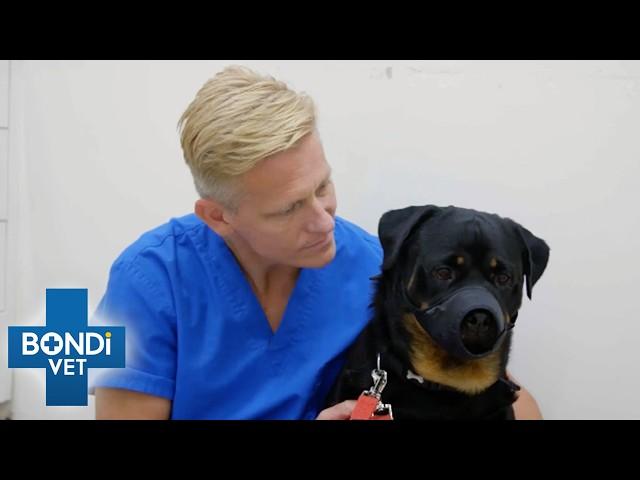 Anxious Rottweiler Has Extreme Anger Issues  | Bondi Vet