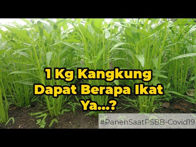 Tanam 1 Kg Kangkung Dapatnya Segini | Berbagi Pengalaman