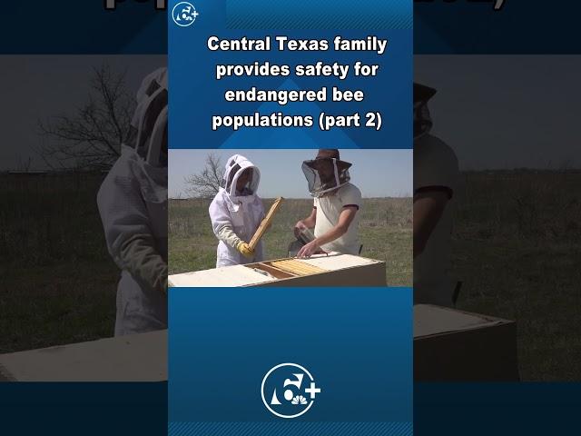 Central Texas family business offers sweet home for bees (Part 2)