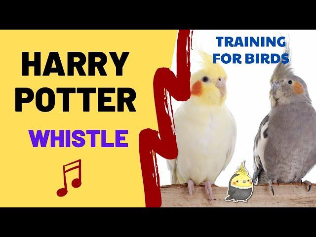 HARRY POTTER with WHISTLE - Cockatiel Singing Training