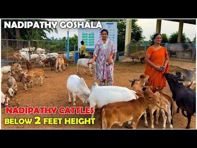 Nadipathy micro & Nano Cattle | 1 to 2 Feet Height | #miniature #trending #minicows #yt #youtube