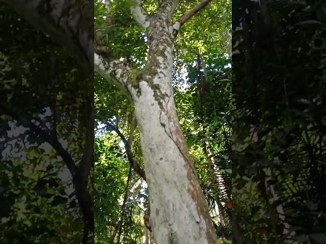 Hamurawun/Molave/mulawin -fullgrown tree