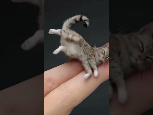 КОТИК