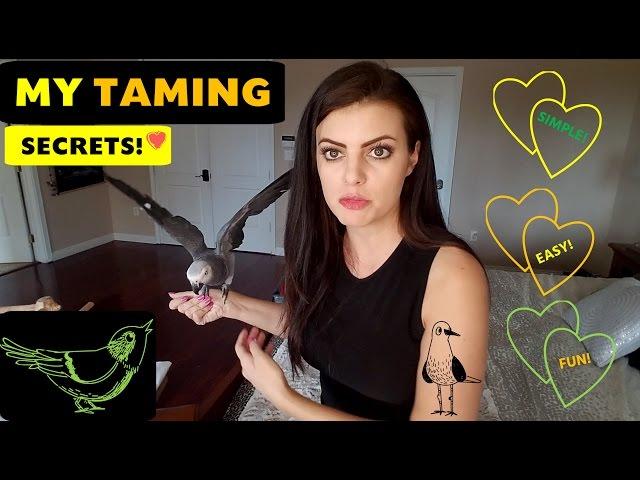 My Parrot's First Day Home, Parrot Taming Secrets | PARRONT TIP TUESDAY