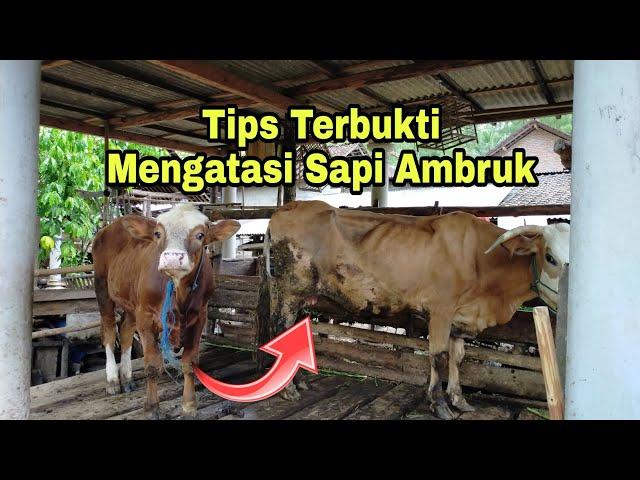 Tips Terbukti Untuk Mengatasi Sapi Ambruk !