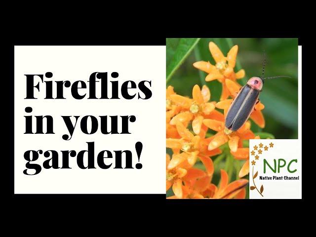 All about fireflies! Create habitat that attracts lightning bugs to your yard.