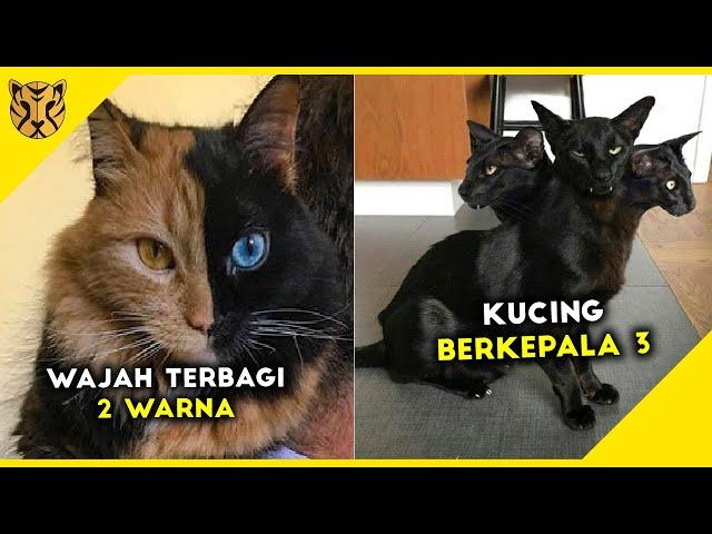 Menakjubkan! Inilah 10 Kucing Terunik di Dunia