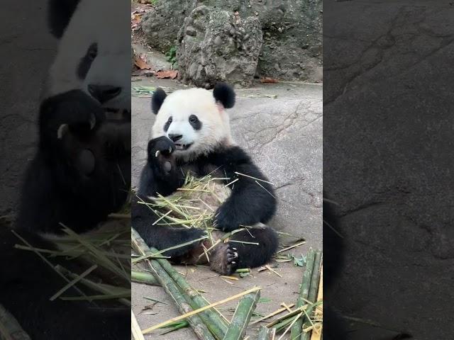 宝元：这世界纷纷扰扰都与我无关，我只负责岁月静好！ #panda #大熊貓