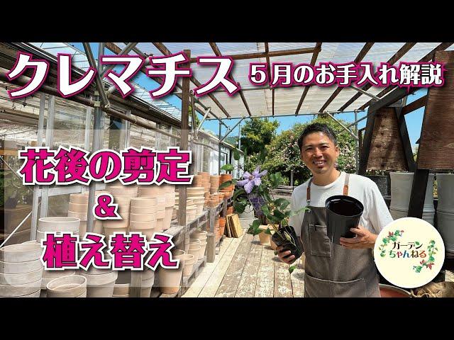 【剪定＆植え替えが分かるようになる】5月のクレマチスの育て方解説