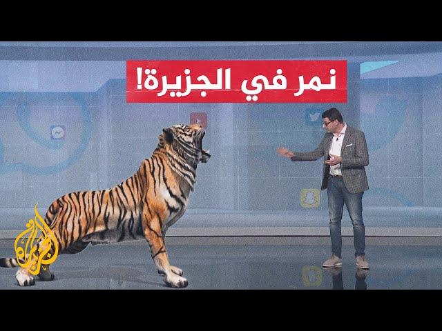 شبكات| آكل لحوم البشر.. مقتل نمر افترس 9 أشخاص في الهند