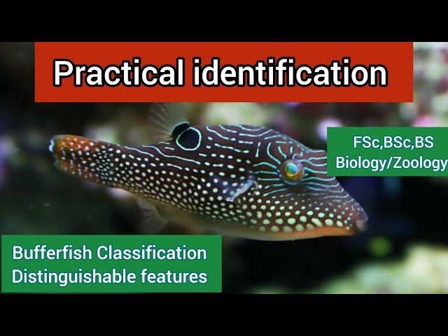 Pufferfish distinguishable features|Blowfish| characteristics|Pufferfish Classification| facts