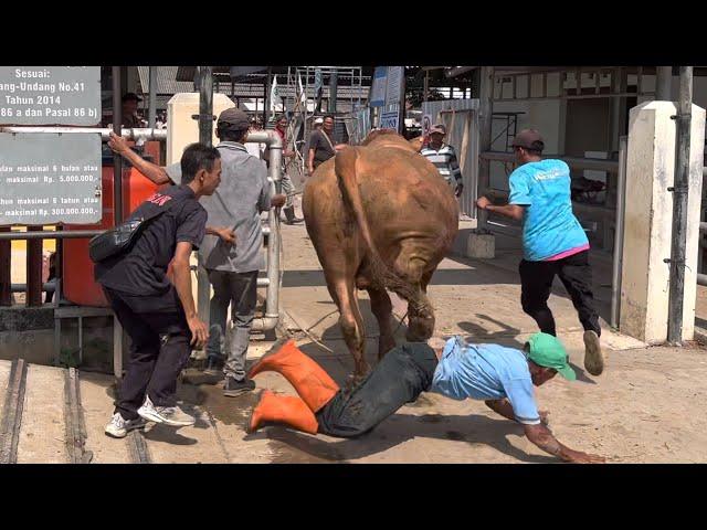 GEGER SAPI JUMBO GALAK BANTING SIMBAH PENUNTUN‼️