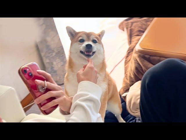 いるはずのない兄ちゃんが家にいた時の柴犬の反応が可愛すぎました！