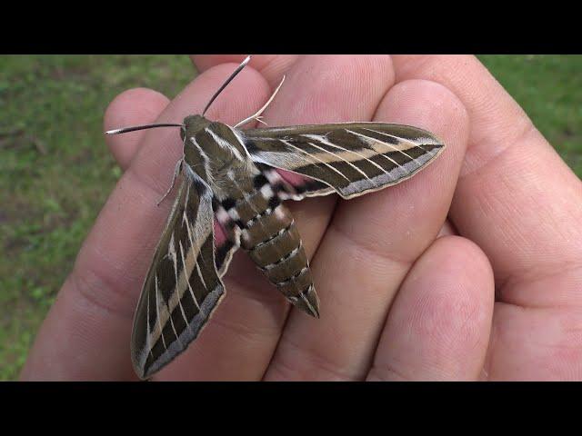 Striped hawk-moth: Hyles livornica - A birthday sphinx (Sphingidae)