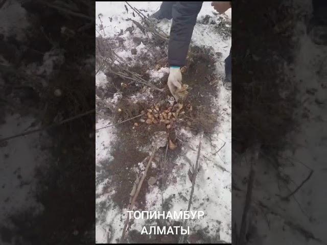 Топинамбур дикорастущий. СБОР УРОЖАЯ. Алматы.19 км в сторону Каскелена .2 км в низ. Лог.Лечение .