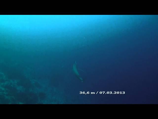 Huge Marlin, Nabucco, Maratua Atoll, East Kalimantan, Indonesia