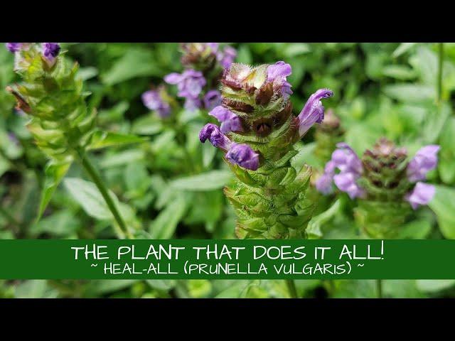 This Plant Really Does It All! ~ Heal-all (Prunella vulgaris)