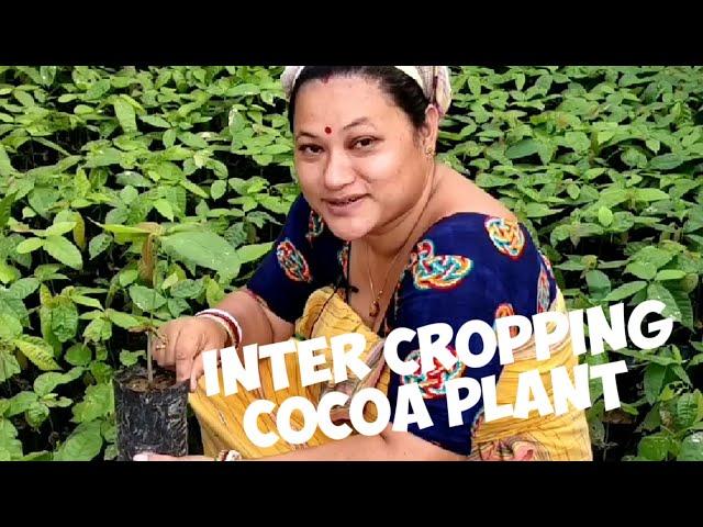 Cocoa Plant || Intercropping cocoa plant in my orchard || ककआ चोकलेथ आबाद मावनाय