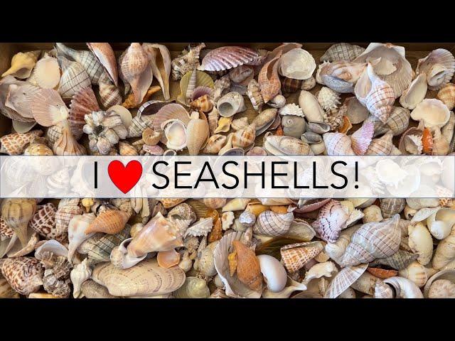 What do I do with all my seashells? Let's find out!