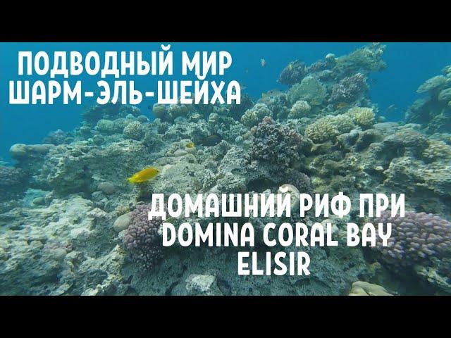 ПОДВОДНЫЙ МИР ШАРМ-ЭЛЬ-ШЕЙХА. Домашний риф при DOMINA CORAL BAY ELISIR:)
