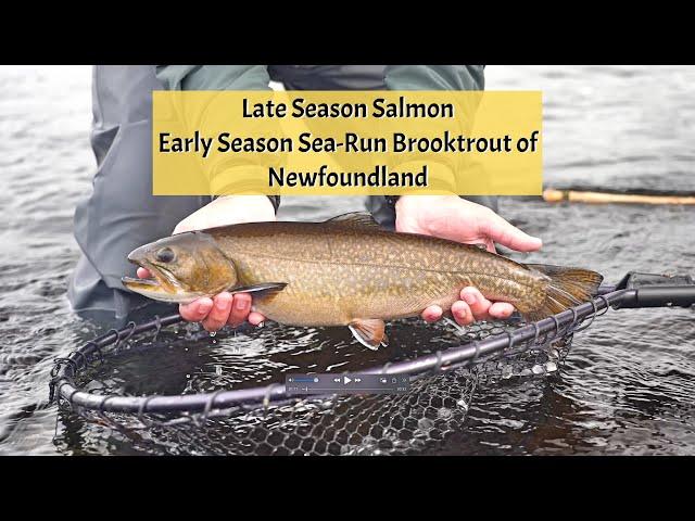 Late Season Atlantic Salmon / Early Sea Run Brooktrout