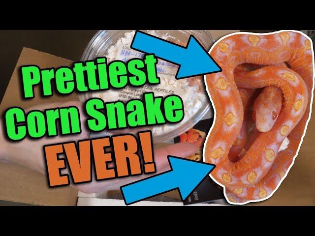 Unboxing a SCALELESS Corn Snake from South Mountain Reptiles!!